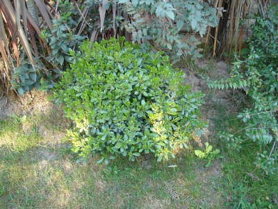 Plantita en Buin Zoo